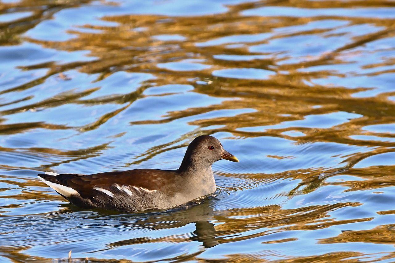 Outside the Octagon: Swanson’s Sweet Science – ufc.com